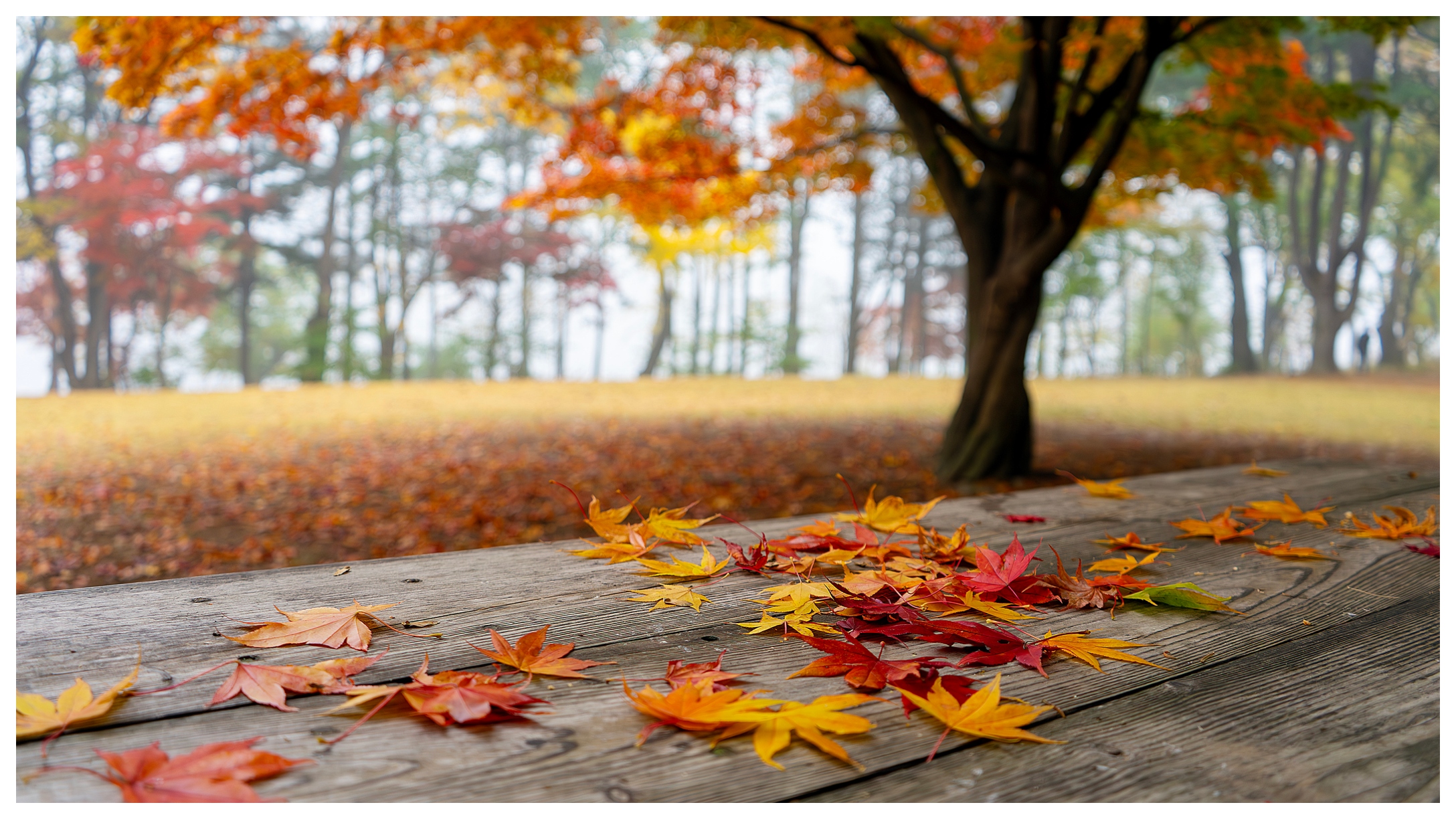 Fall leaves on table